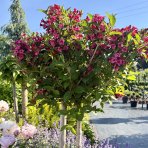 Vajgela kvetnatá (Weigela florida) ´BRISTOL RUBY´ - výška 90-110 cm, kont. C3L – NA KMIENKU